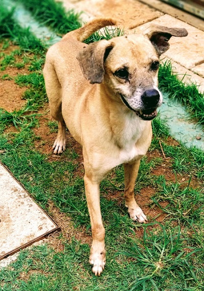 #PraCegoVer: Fotografia do cãozinho Bartolomeu, ele tem cores Amarelo e Branco.